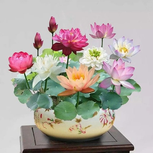 15pcs mixed color the sacred - color,