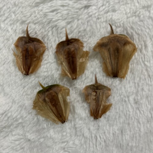 Living christmas tree seeds - 5,