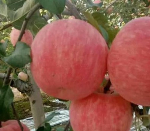 Red fuji apple crisp sweet - red,