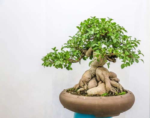 Ficus bonsai tree seeds - bonsai, to